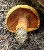 Buchwaldoboletus hemichrysus image