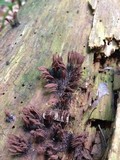 Stemonitis splendens image