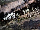 Arcyria cinerea image
