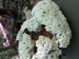 Tremellodendron pallidum image