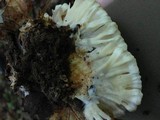 Tremellodendron pallidum image