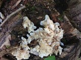 Ductifera pululahuana image
