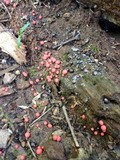 Lycogala epidendrum image