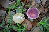 Russula mariae image