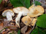 Russula pectinatoides image