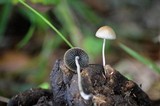 Panaeolus cyanescens image