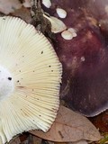 Russula mariae image