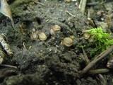 Trichophaea hybrida image