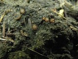 Trichophaea hybrida image