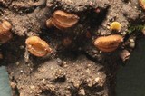 Trichophaea hybrida image