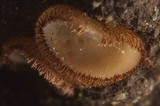 Trichophaea hybrida image