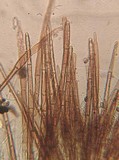 Trichophaea hybrida image