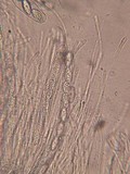 Trichophaea hybrida image