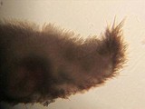 Lasiobelonium variegatum image