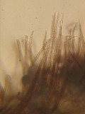 Lasiobelonium variegatum image