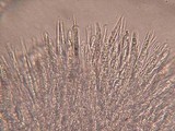 Lasiobelonium variegatum image