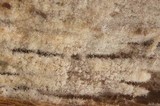 Tubulicrinis angustus image