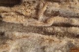 Tubulicrinis angustus image