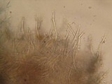 Tubulicrinis angustus image