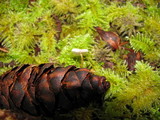 Strobilurus trullisatus image