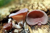 Auricularia fuscosuccinea image