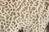 Ceriporia reticulata image
