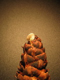 Strobilurus trullisatus image