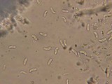 Ceriporia reticulata image