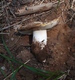 Amanita aprica image
