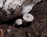 Clitocybe glacialis image