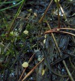 Cudoniella clavus image
