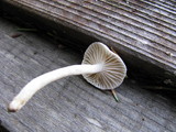 Hygrophorus pusillus image