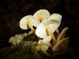 Tricholomopsis aurea image