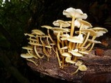 Tricholomopsis aurea image