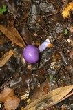 Cortinarius porphyroideus image