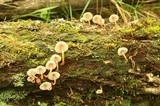Mycena parsonsiae image
