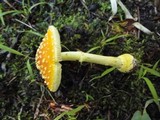 Amanita frostiana image
