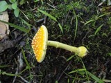 Amanita frostiana image