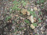 Polyporus umbellatus image