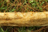 Calocera guepinioides image