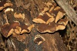 Crepidotus fulvifibrillosus image