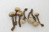 Tulostoma cyclophorum image