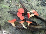 Sarcoscypha occidentalis image