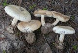 Amanita peckiana image