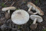 Amanita peckiana image