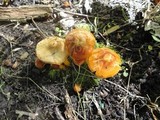 Hygrocybe psittacina var. perplexa image