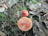 Hygrocybe psittacina var. perplexa image