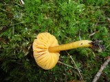 Hygrocybe psittacina var. perplexa image
