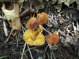 Hygrocybe psittacina var. perplexa image