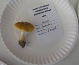 Amanita flavorubens image